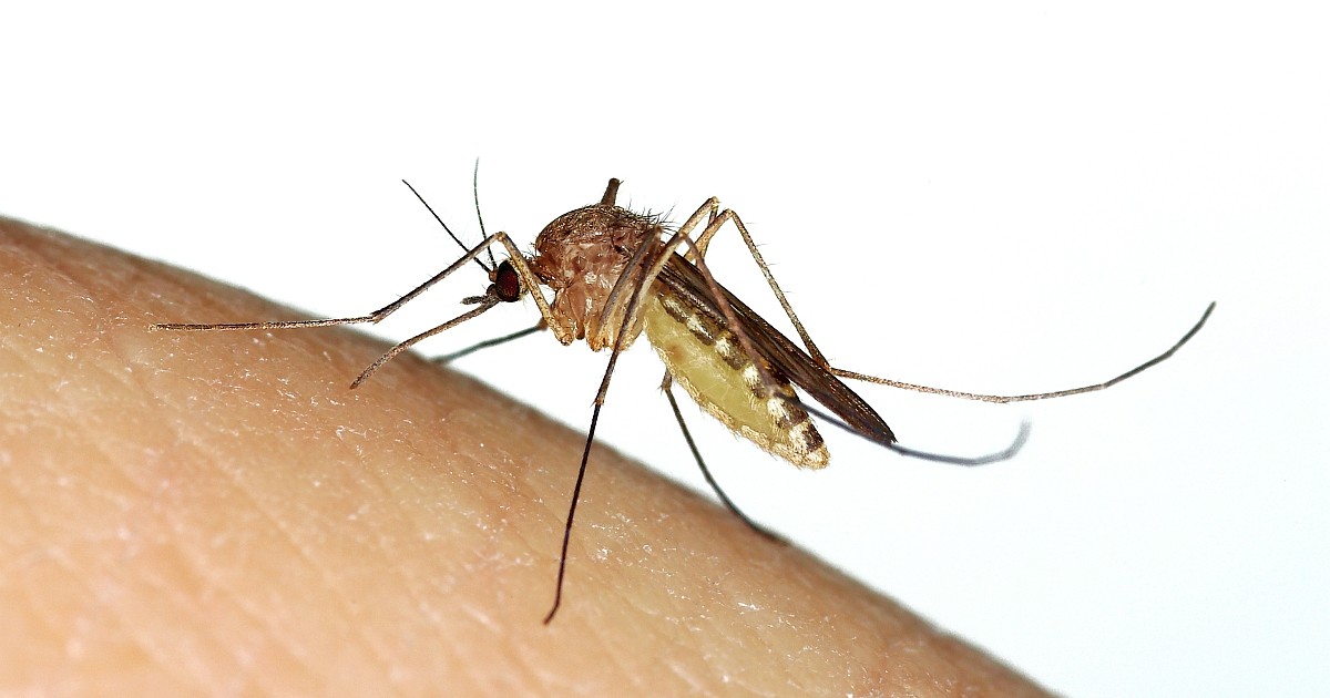 Zika Mosquito